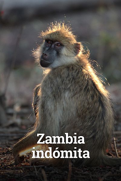 Zambia indómita