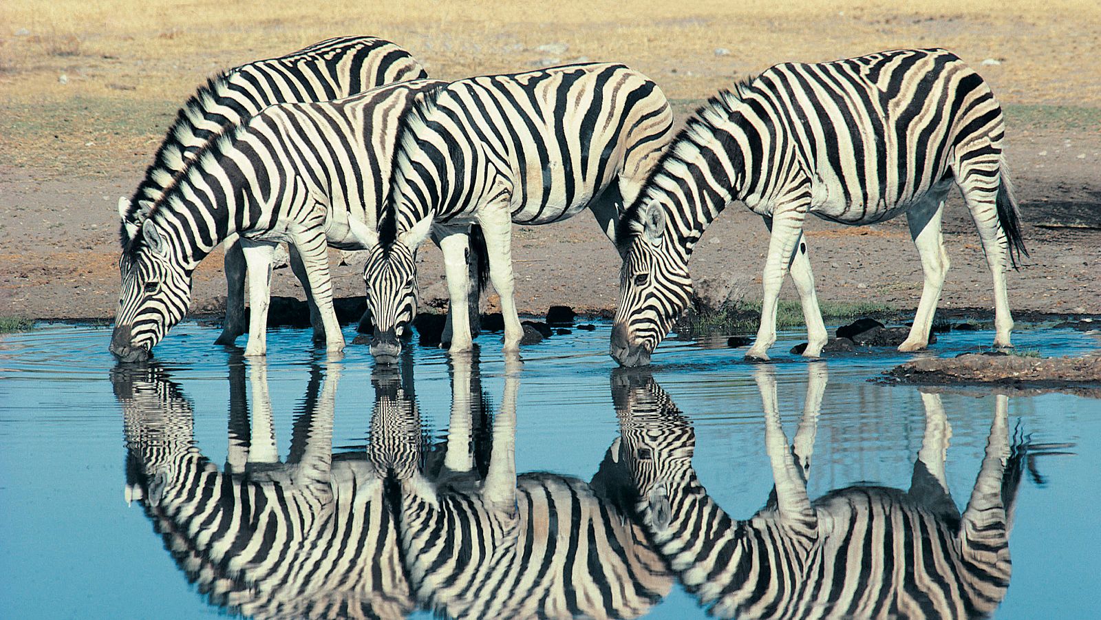 Famílies animals sorprenents: Episodi 8 - Som Documentals | Veure documental