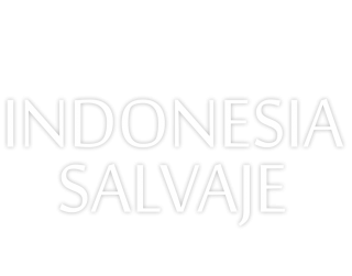 Indonesia salvaje