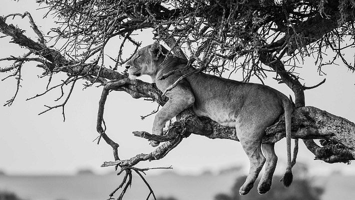 El linaje de los depredadores