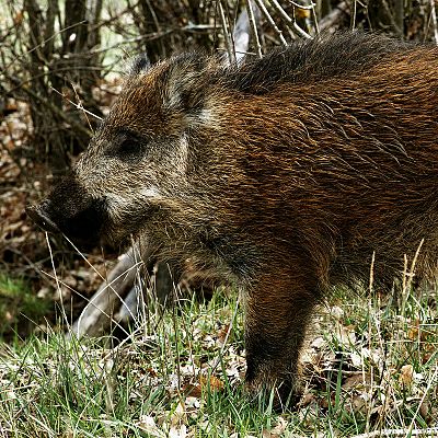 Las historias del bosque mediterráneo