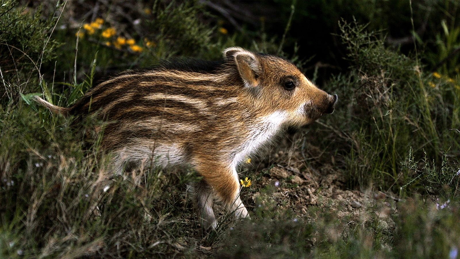 Historias del bosque mediterráneo: Episodio 2: Historias de primavera - ver ahora
