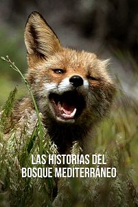 Las historias del bosque mediterráneo