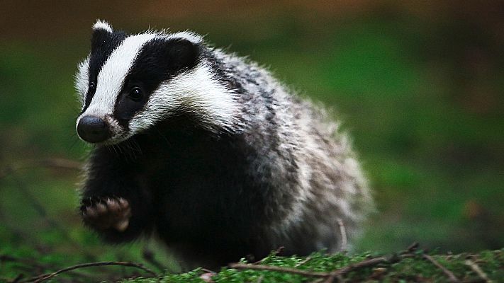 Dinamarca salvaje y maravillosa