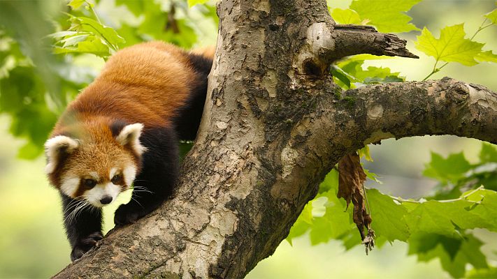 China Antiguo Reino Animal