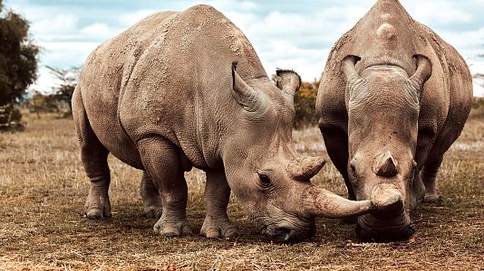 Siete mundos un planeta