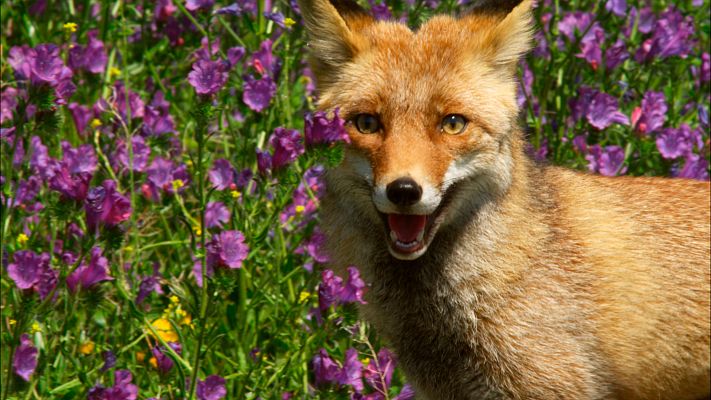 Estaciones en la naturaleza