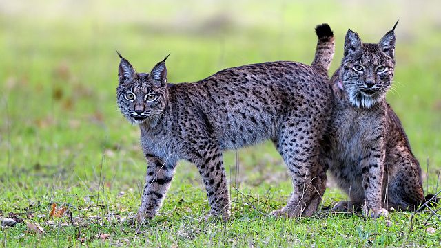 Dehesa, el bosque del lince ibérico