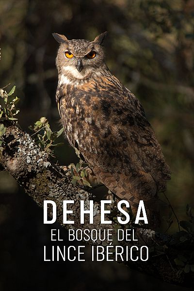 Dehesa, el bosque del lince ibérico
