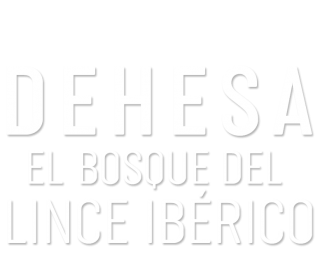 Dehesa, el bosque del lince ibérico