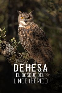 Dehesa, el bosque del lince ibérico