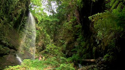 El escarabajo verde