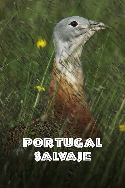 Portugal salvaje