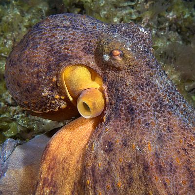 Canarias bajo el mar