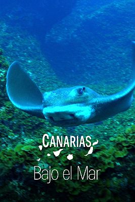 Canarias bajo el mar