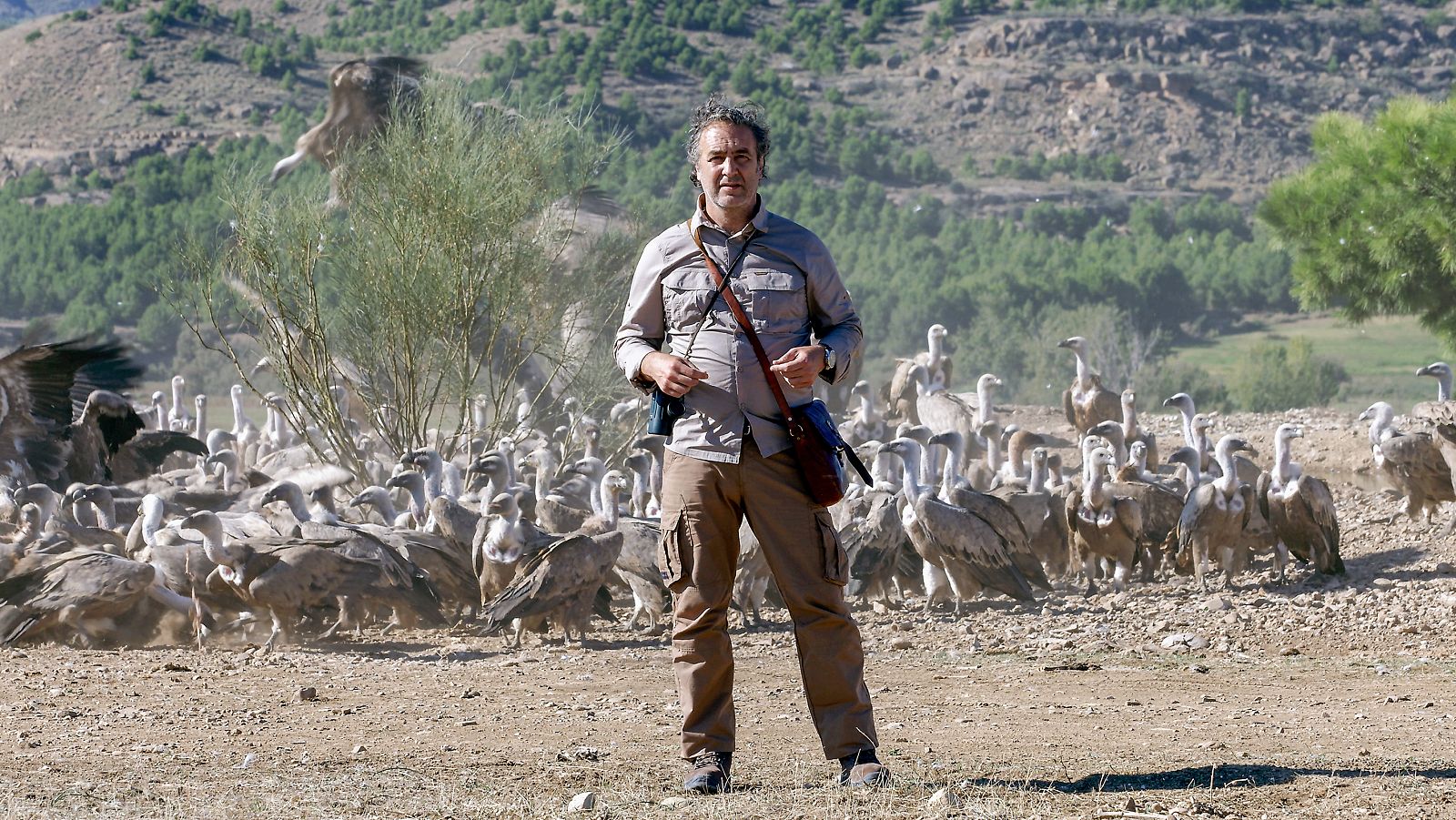 Cuaderno de campo - Mochuelo - ver ahora