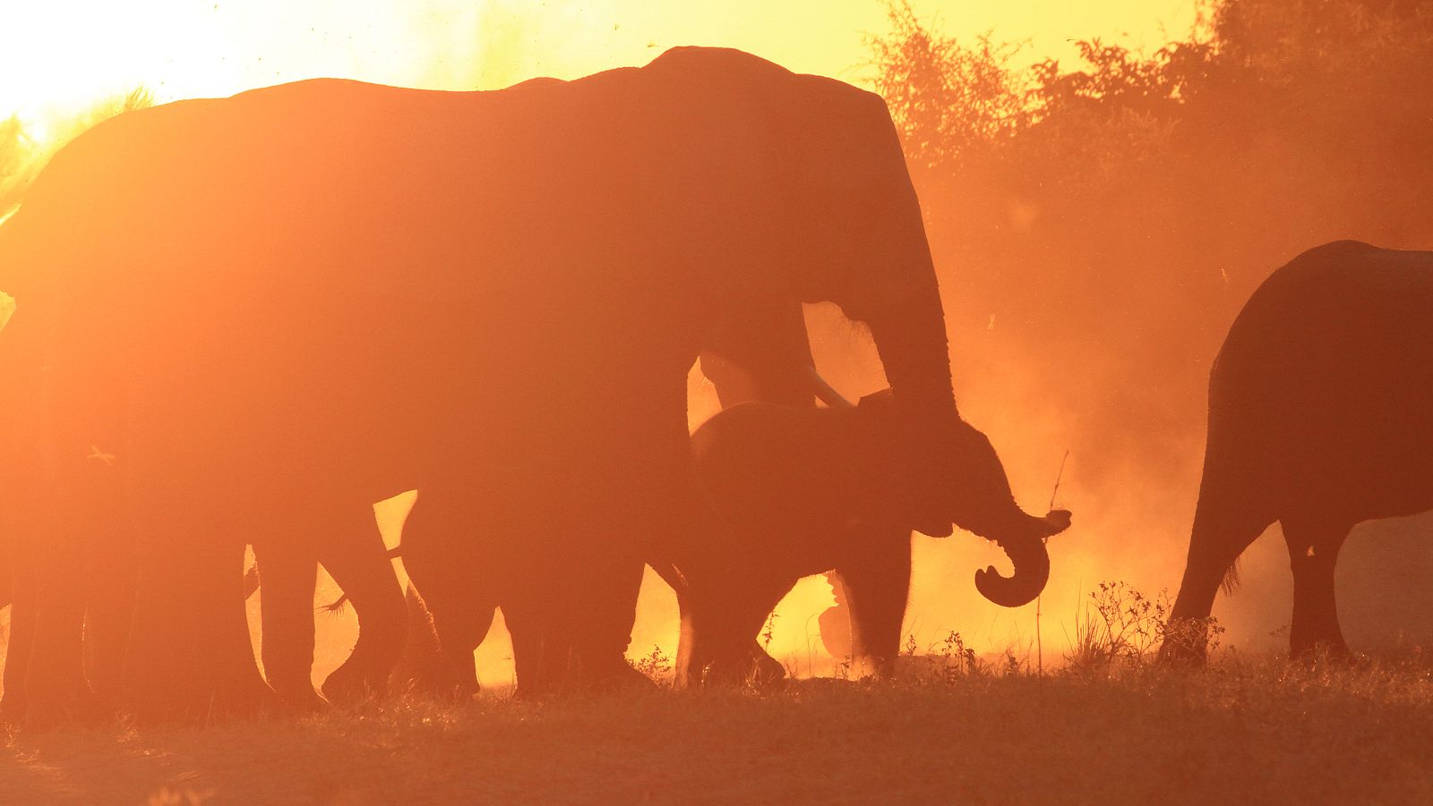 Elefantes de cerca - Episodio 1: Gigantes gentiles - ver ahora