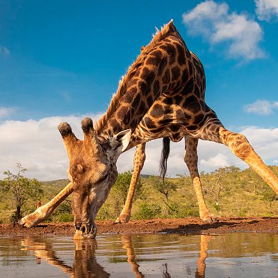 El estanque: un oasis animal