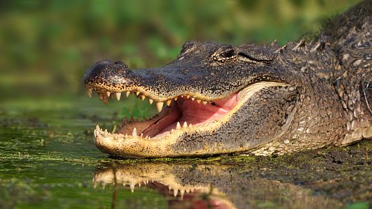 Supersentidos. Fuerzas especiales