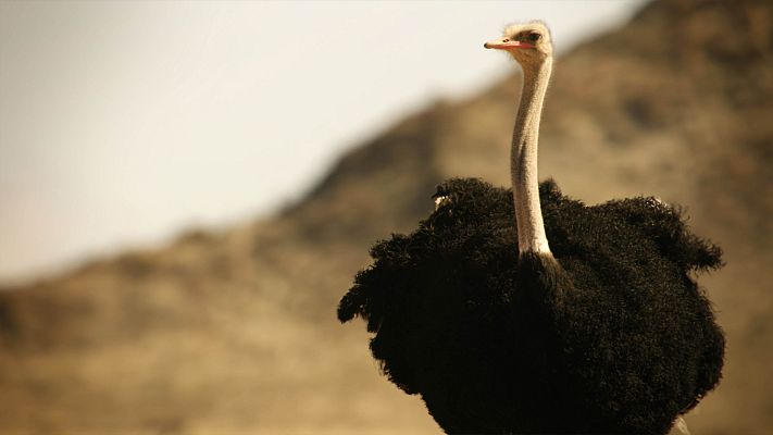 Animales imposibles