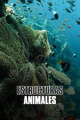 Estructuras animales