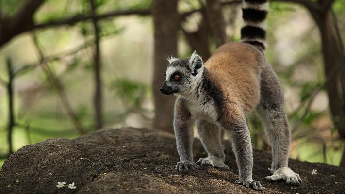 Madagascar desconocido