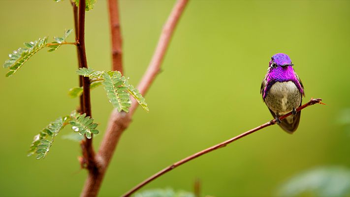 La vida en color de Attenborough
