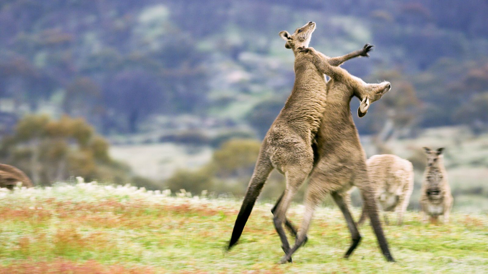 El juego del amor - Episodio 3: En medio de la selva - Ver ahora