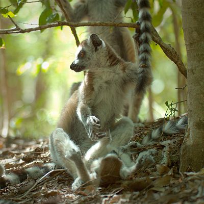Bandas de la isla de los lemures