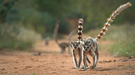 Bandas de la isla de los lemures