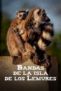 Bandas de la isla de los lemures