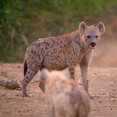 Los cazadores de África