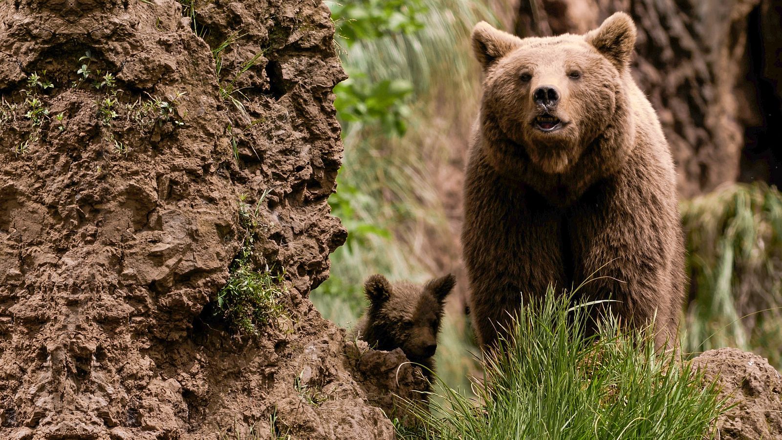 Lazos de familia - Episodio 4: Amigos - ver ahora