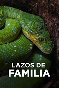 Lazos de familia
