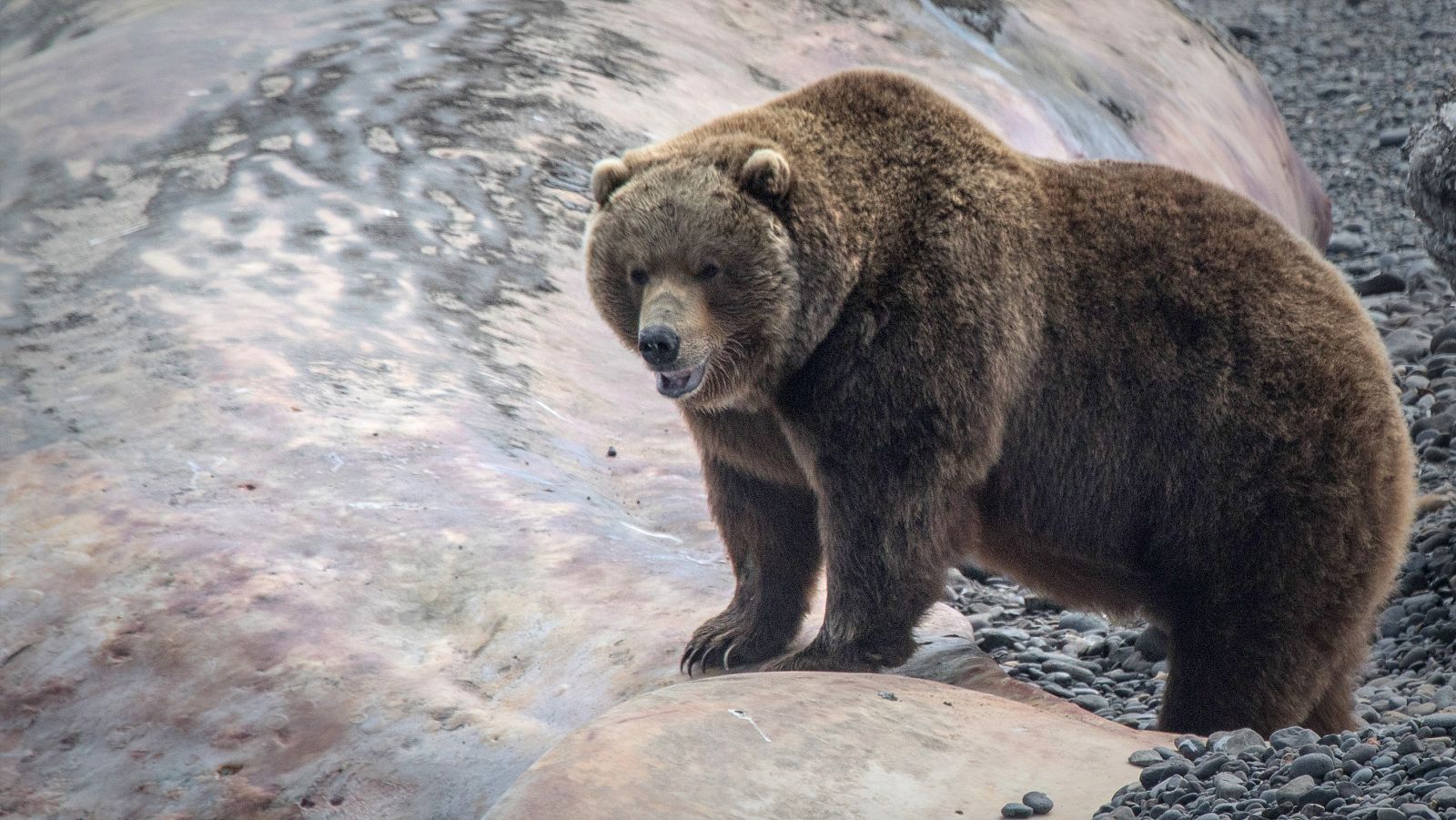 El mar salvaje de Rusia - Episodio 2: Las mareas de la abundancia - ver ahora