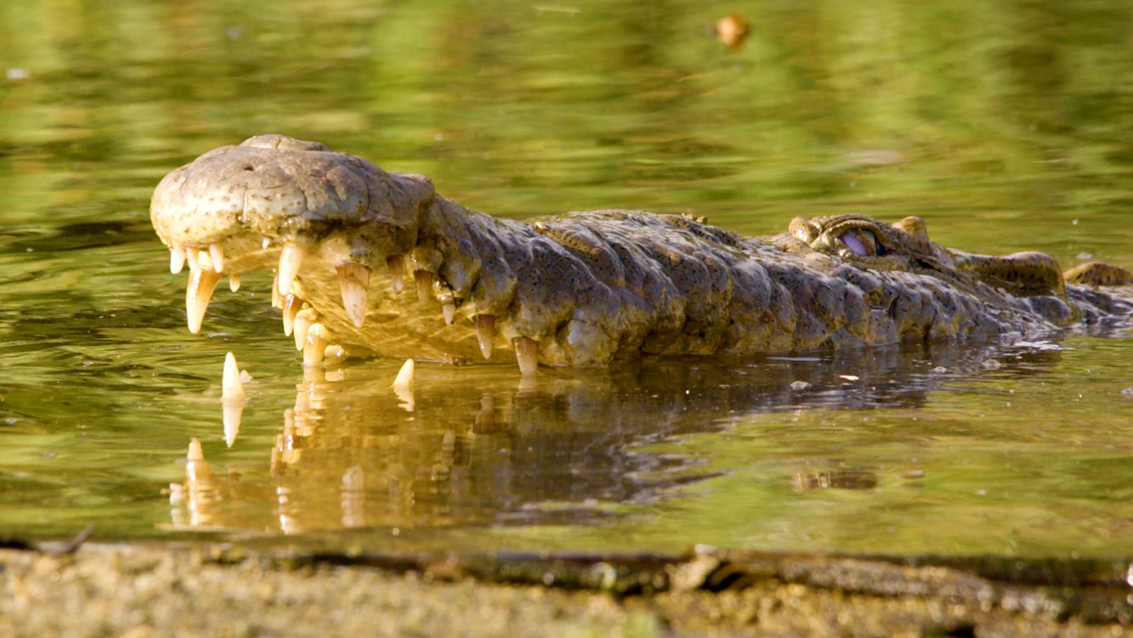 Tayrona - Episodio 2: Tayrona, el litoral - ver ahora