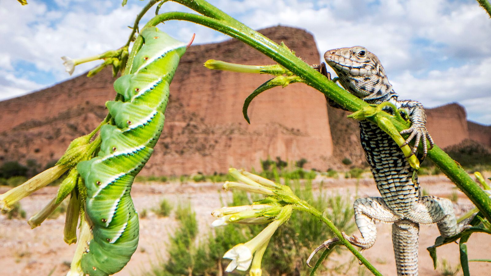 El planeta verde - Episodio 2:  Mundos acuáticos - ver ahora