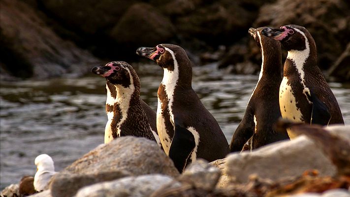 Perú salvaje. El campo de batalla de los Andes