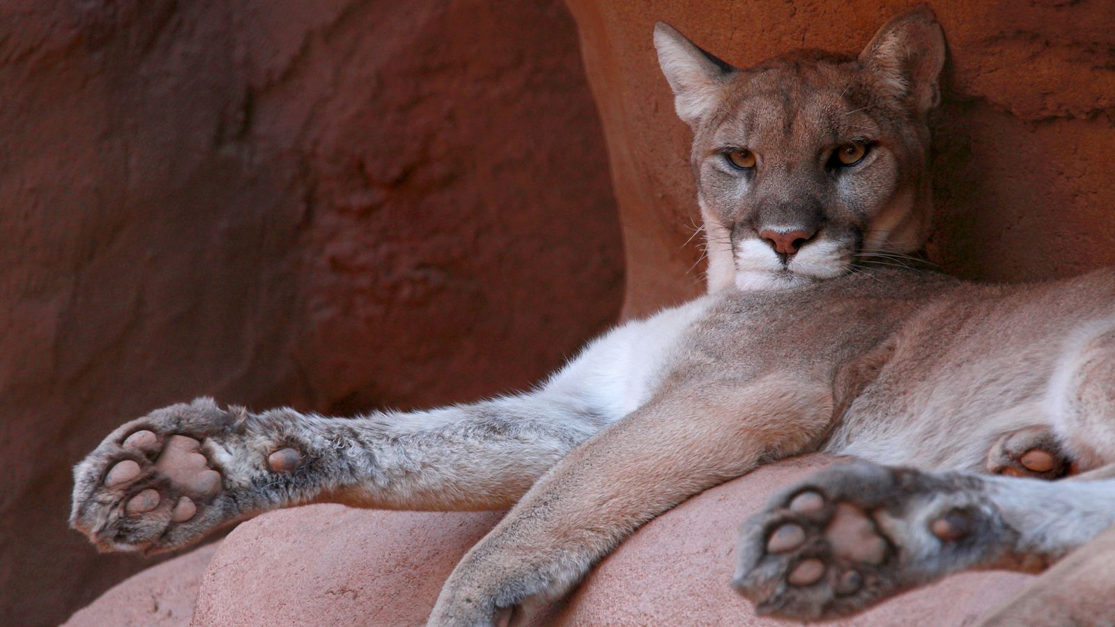 México indómito - Episodio 2: Los vivos y los muertos - ver ahora