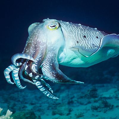 En las profundidades del océano