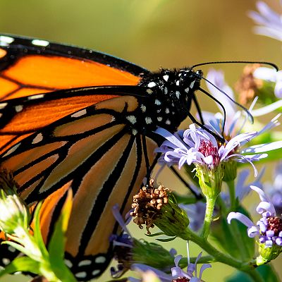 Familias animales asombrosas