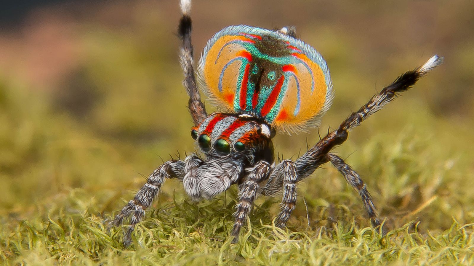 Familias animales asombrosas - Episodio 10 - ver ahora