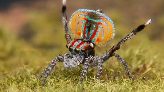 Familias animales asombrosas