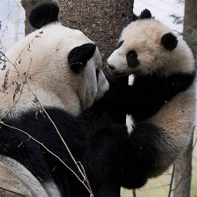 Cuatro estaciones en el reino del oso panda