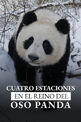 Cuatro estaciones en el reino del oso panda