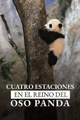 Cuatro estaciones en el reino del oso panda