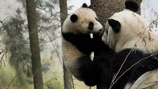 Cuatro estaciones en el reino del oso panda