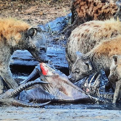 La vida en el África ardiente