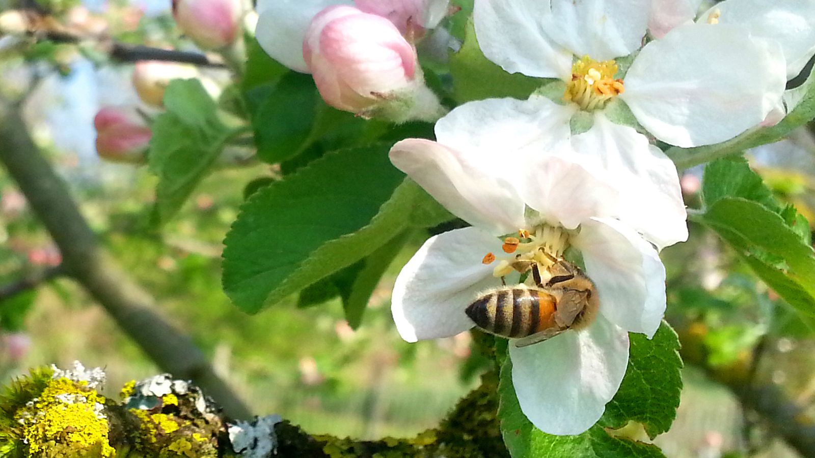 Hijas del sol - Abejas silvestres - ver ahora