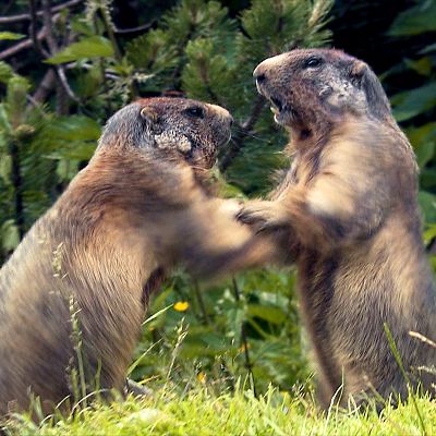 El maravilloso Tirol